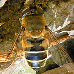 Eristalis similis